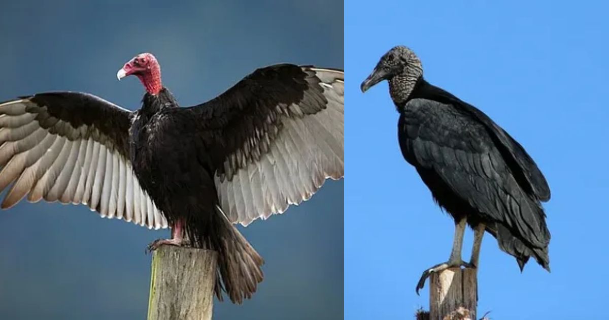 Black Vulture vs Turkey Vulture