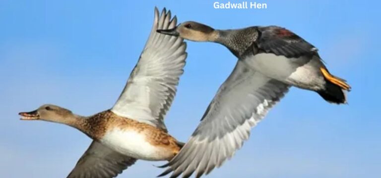 The Gadwall Hen: A Comprehensive Guide