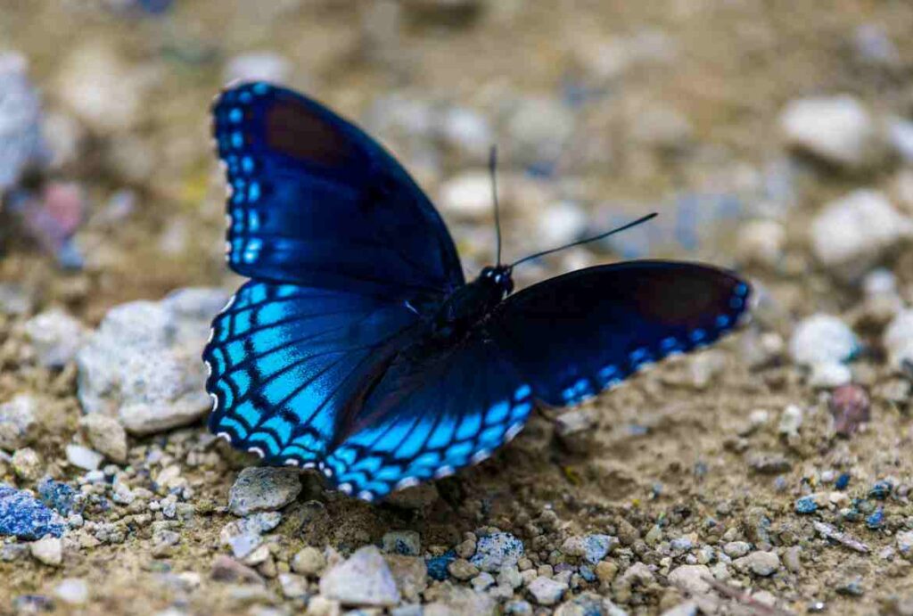 The Symbolism of Blue Butterflies