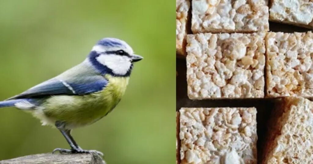 Can Birds Eat Rice Krispies Cereal