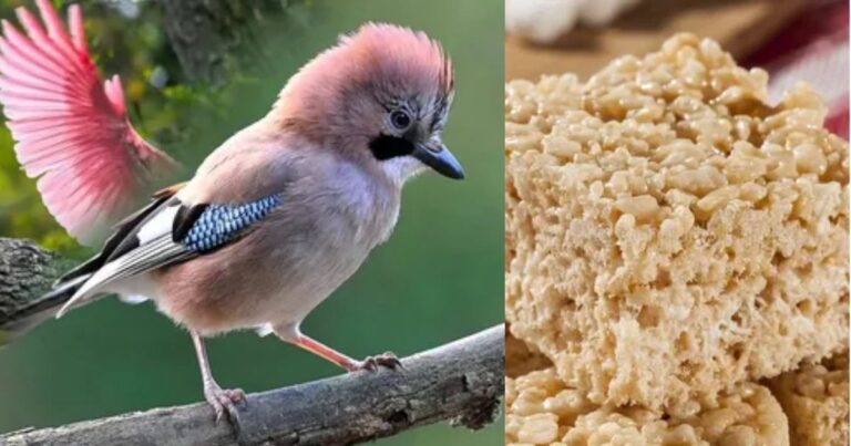 Can Birds Eat Rice Krispies