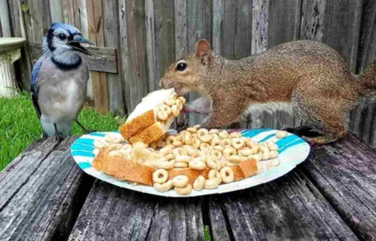 Can Squirrels Eat Bread? Understanding the Dietary Needs of Our Furry Friends