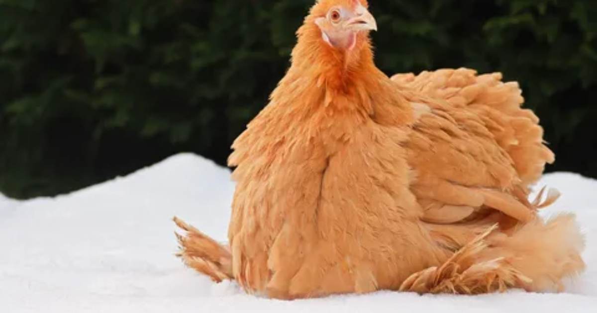 Chickens with Feathered Feet