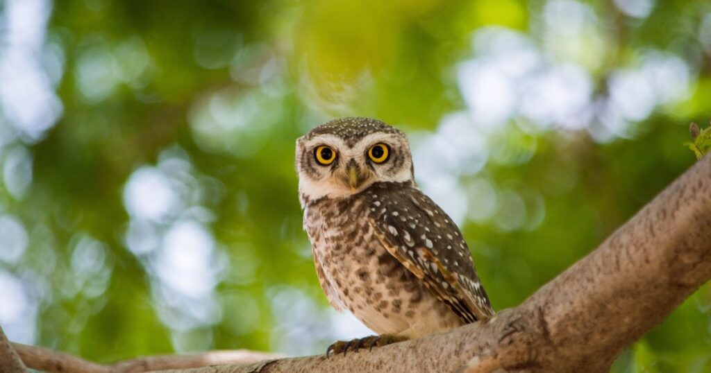 Madagascar Owls