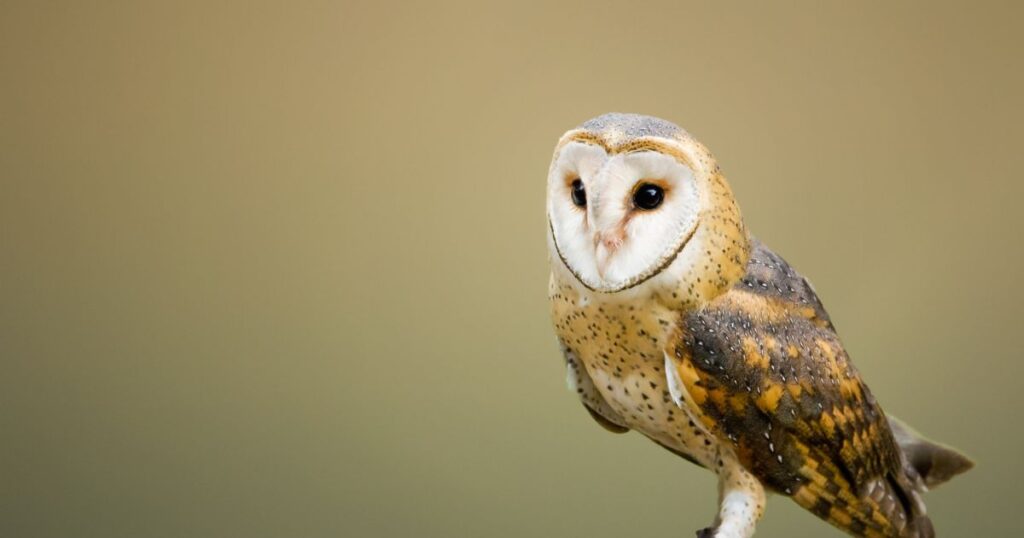 Do Madagascar Owls Eat Snakes