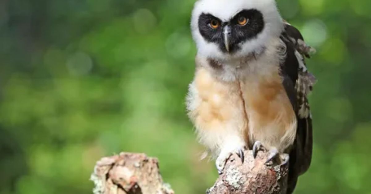 Do Madagascar Owls Eat Snakes