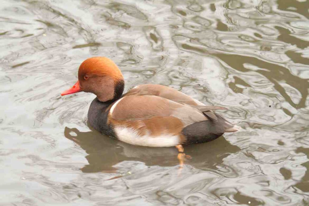 Ducks with Red Heads