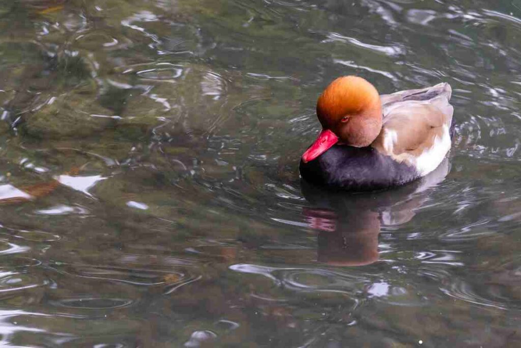 Ducks with Red Heads: A Comprehensive Guide