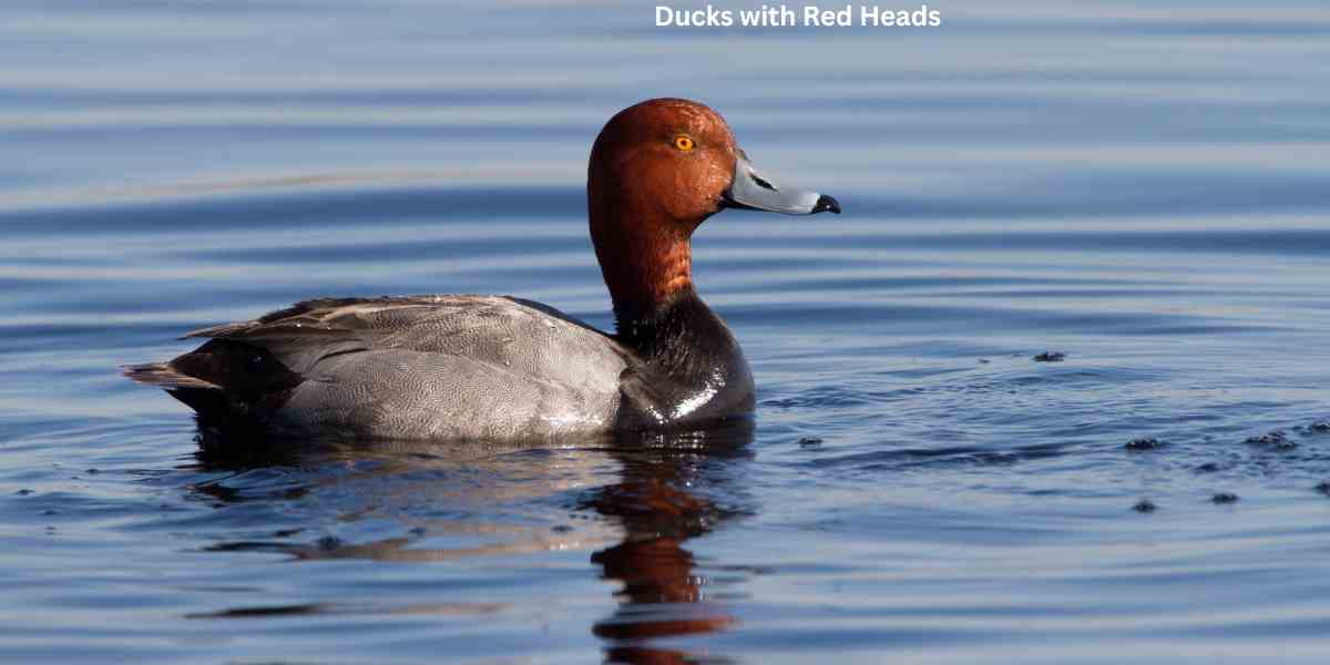 Ducks with Red Heads