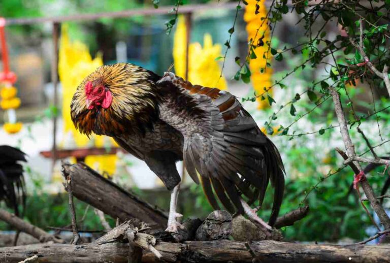 Fighting Chickens