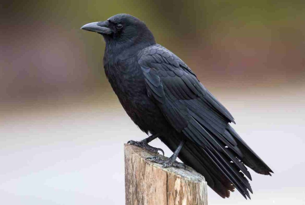 Overview of Crows and Their Importance