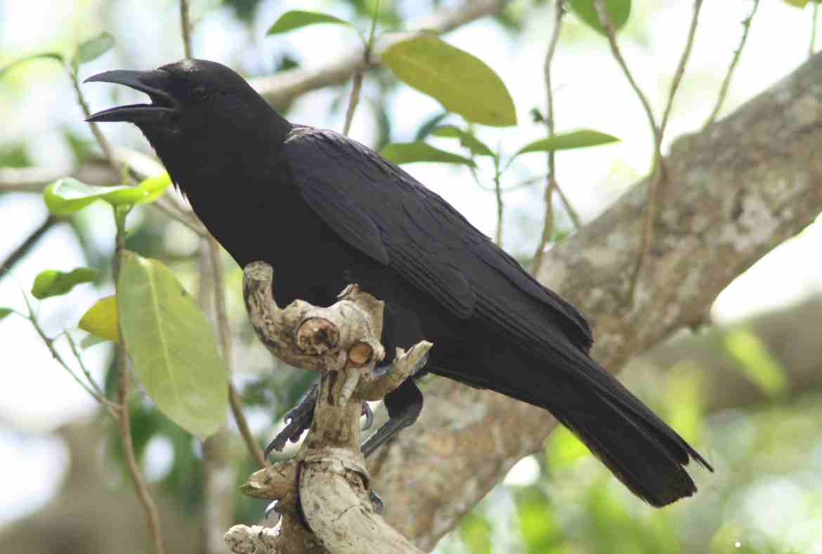 Fish Crow vs American Crow