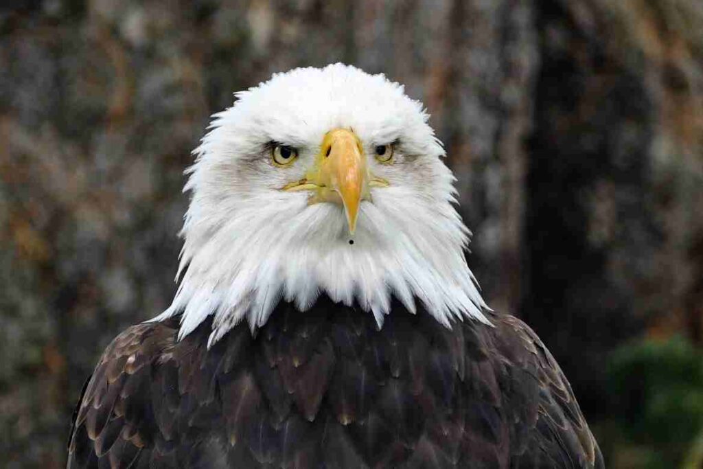 Golden Eagle vs Bald Eagle: A Comprehensive Comparison