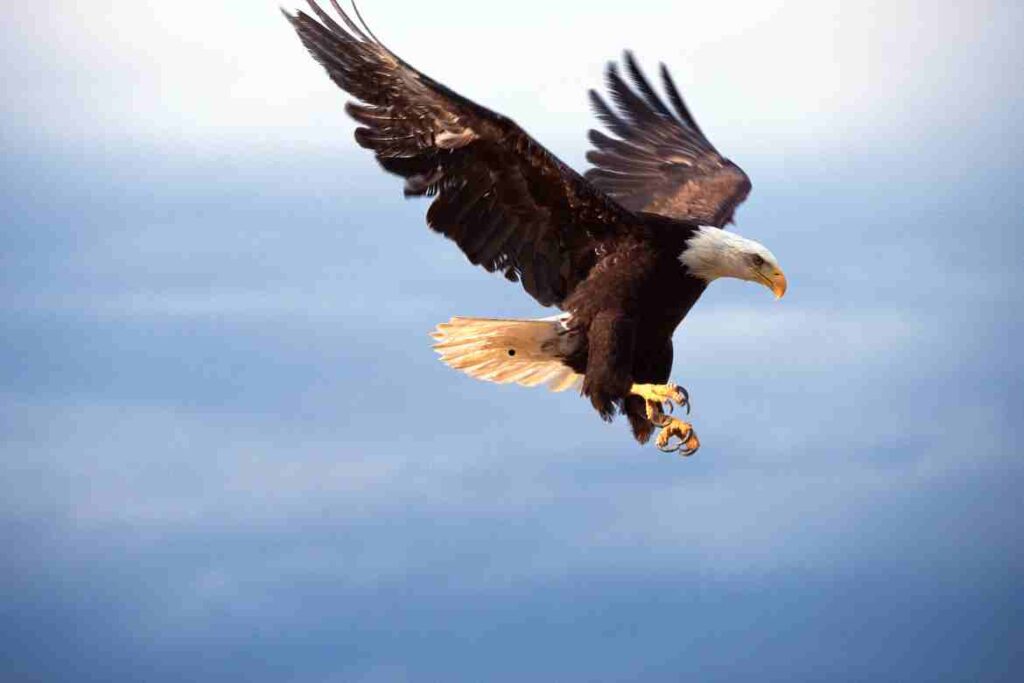 Golden Eagle vs Bald Eagle: A Comprehensive Comparison