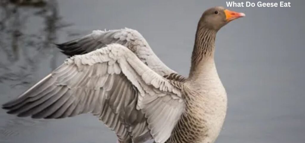 What to feed geese on your local pond