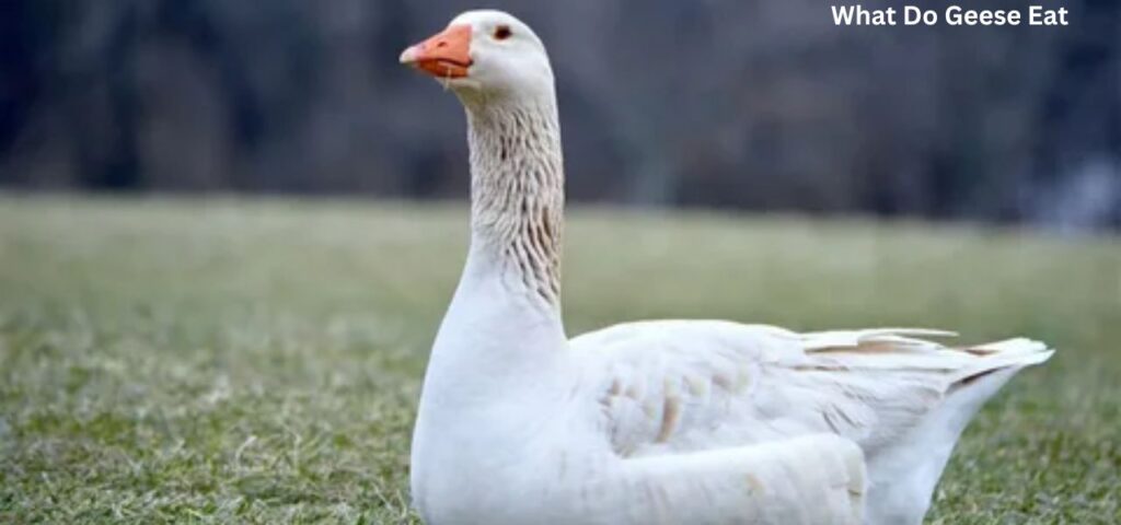 What Do Geese Eat? A Guide to Feeding Geese - Avian Feather