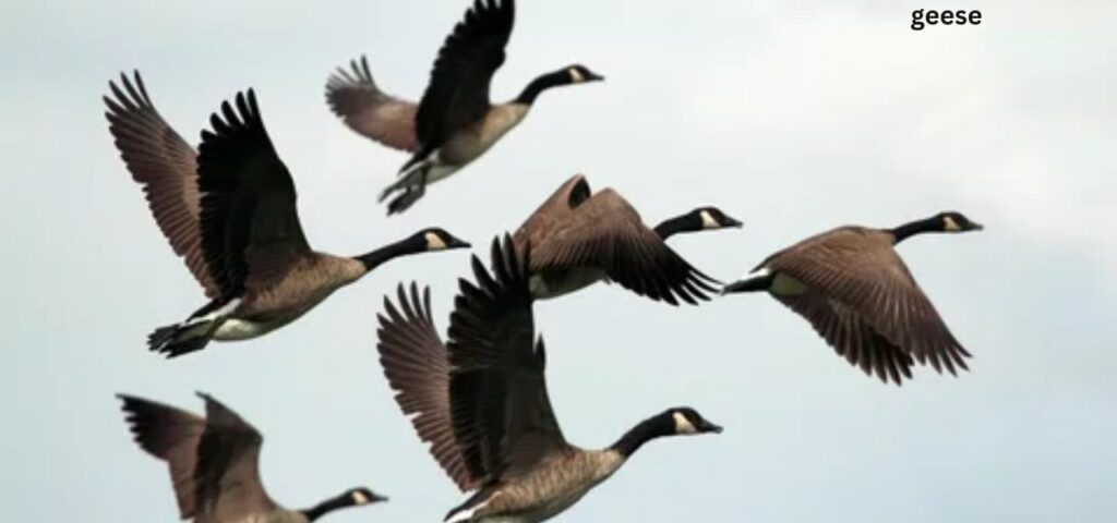 Grass control with geese