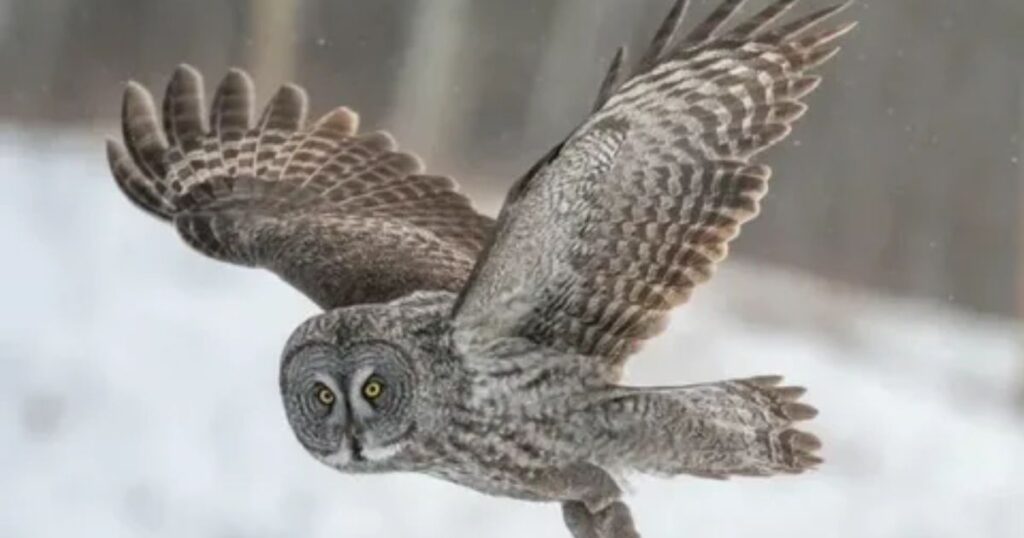 Great Horned Owl