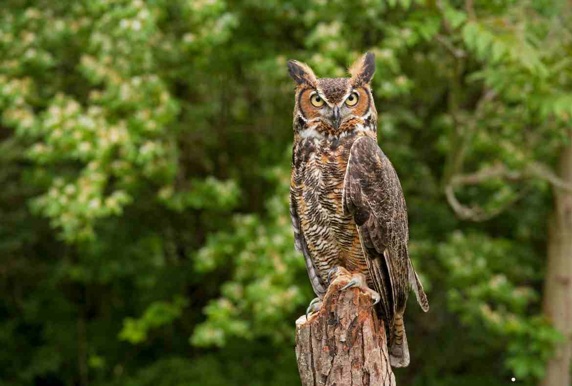 Great Horned Owl Call