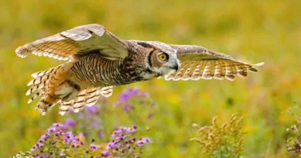 Great Horned Owl in Flight