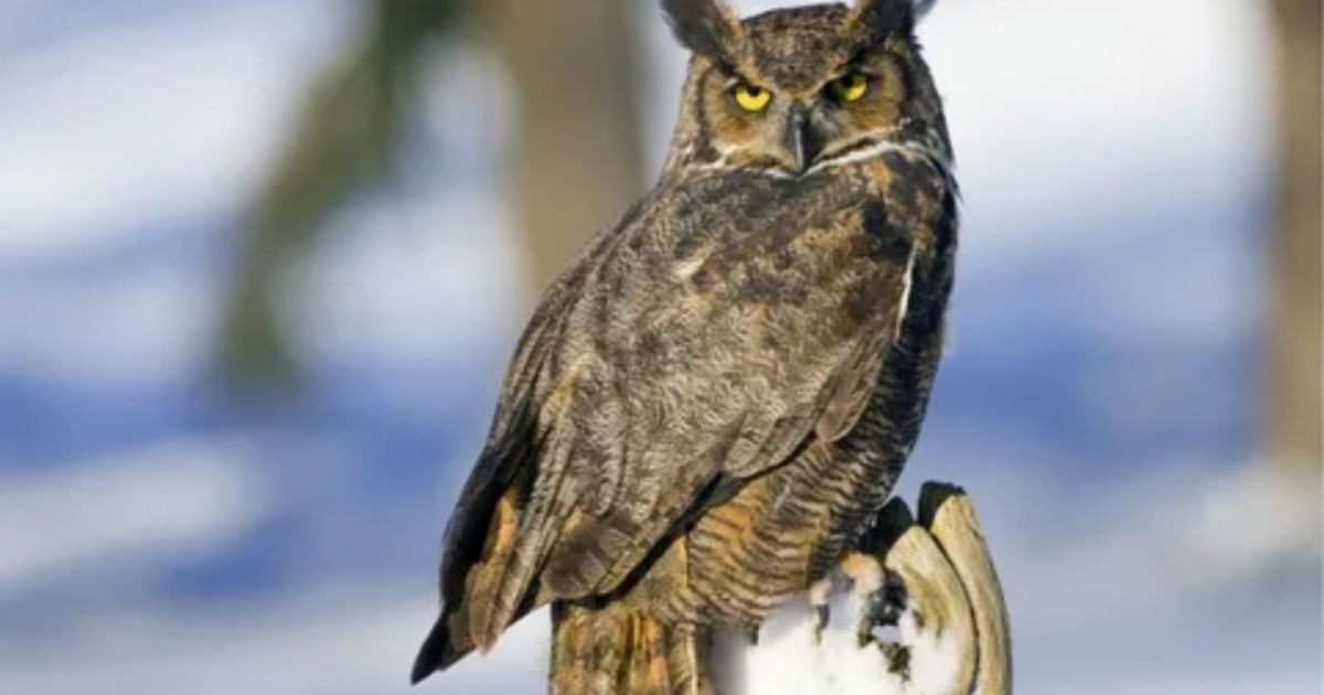 Great Horned Owl Flying