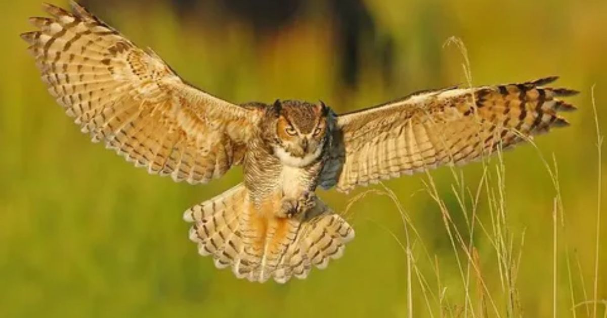 Great Horned Owl Spiritual Meaning