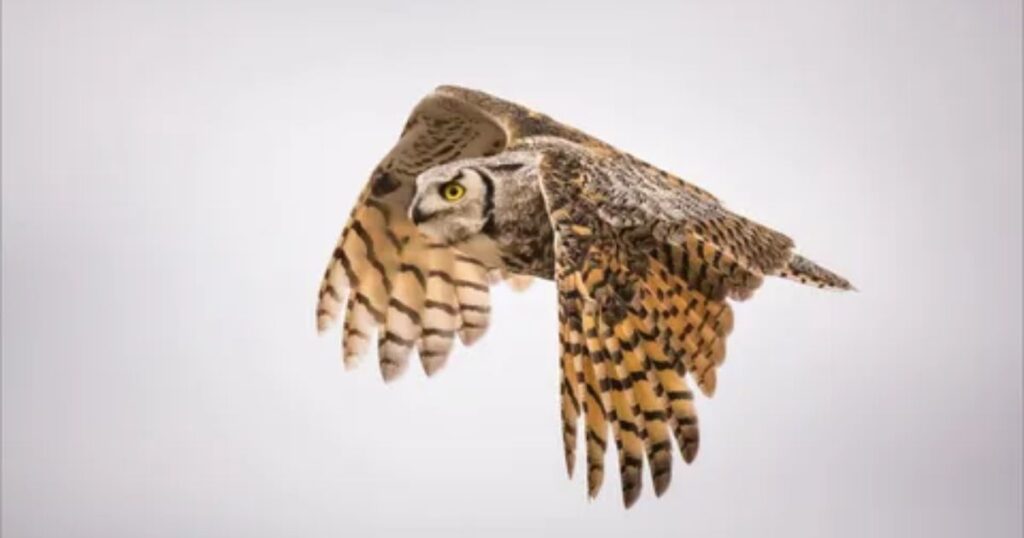 Horned Owl in Flight