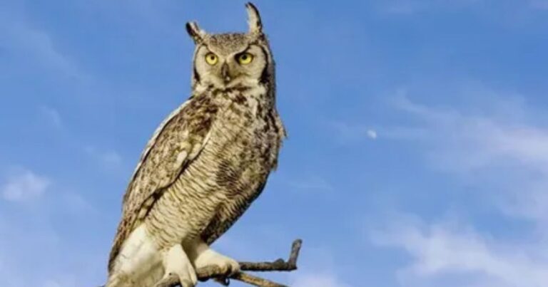 How Does the Great Horned Owl Survive in the Desert