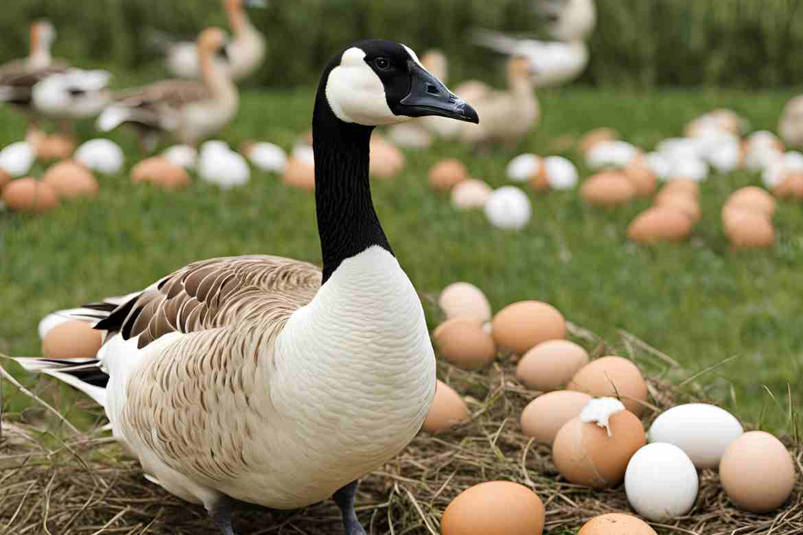 How Many Eggs Does a Goose Lay Before Sitting