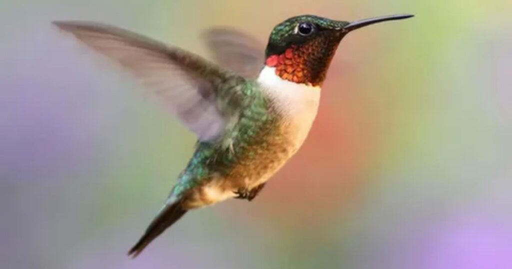 How to Attract Hummingbirds in Florida