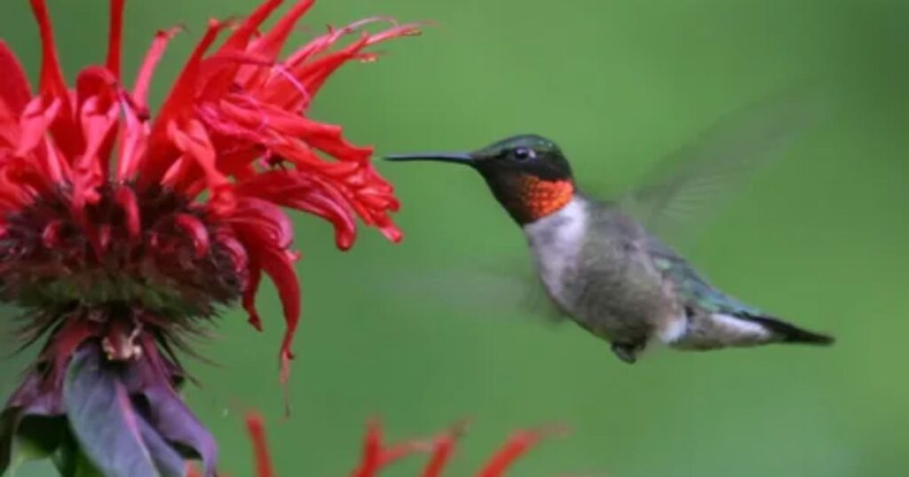 How to Attract Hummingbirds in North Carolina