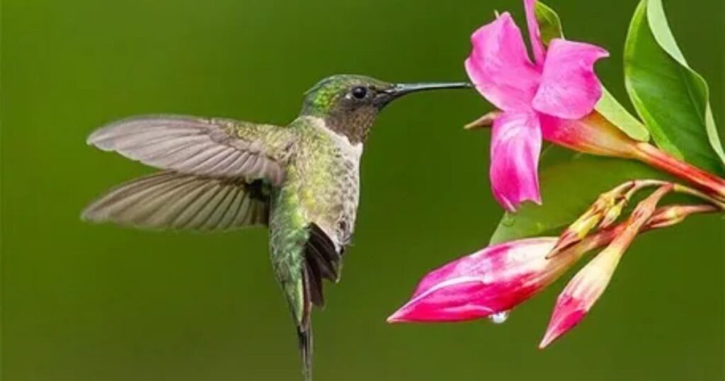 How to Attract Hummingbirds to Your Yard