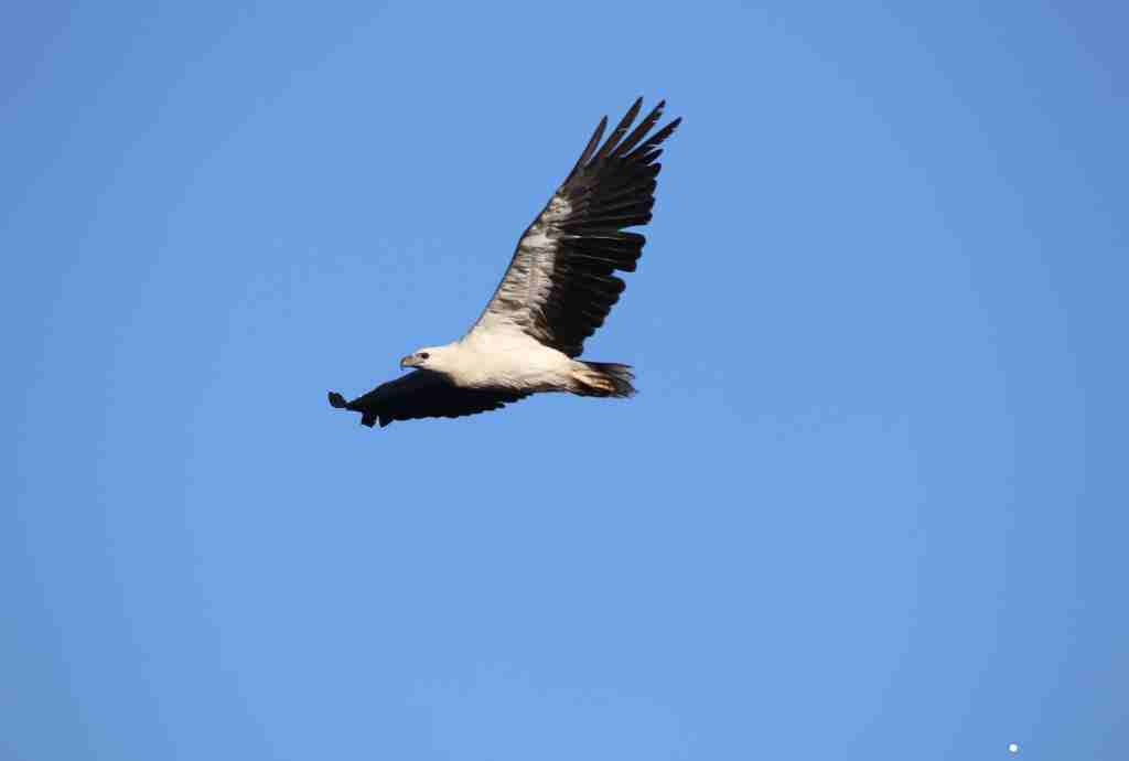 Largest Bird Of Prey In The World