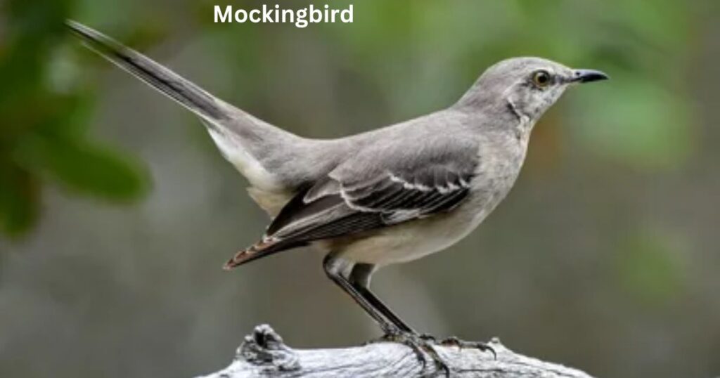 Mockingbird Symbolism in To Kill a Mockingbird