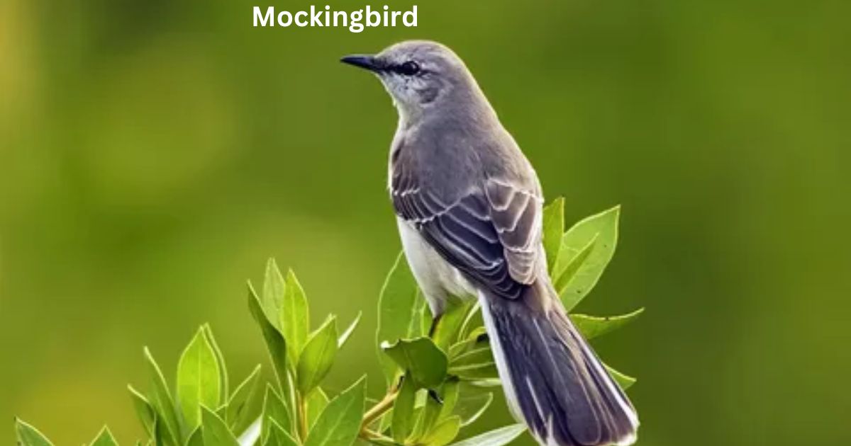 Mockingbird Symbolism in To Kill a Mockingbird