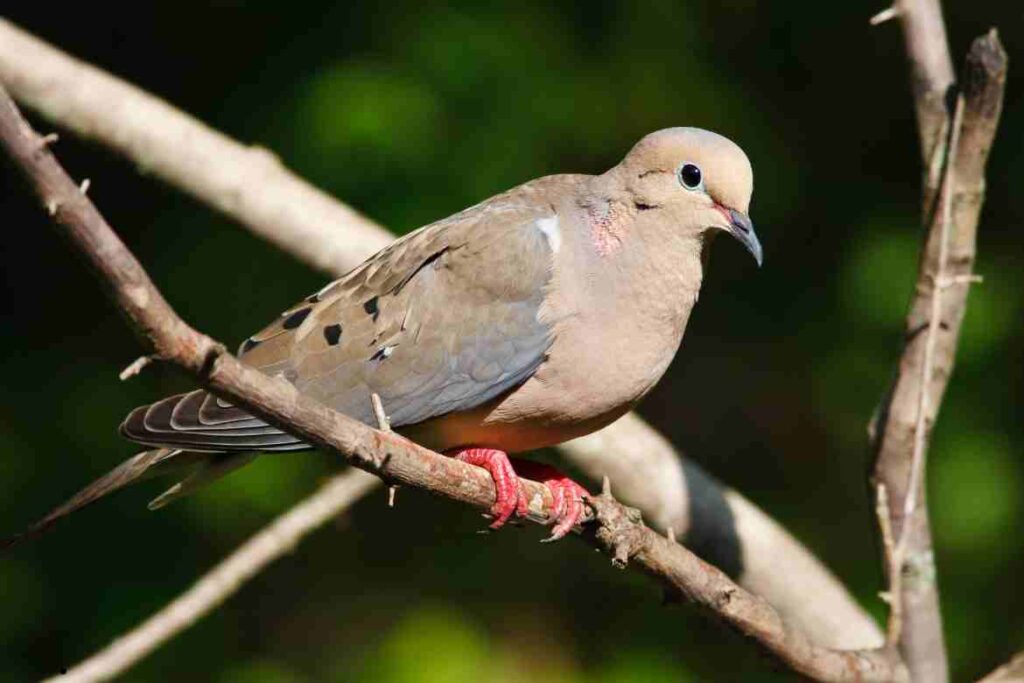 Mourning Dove Symbolism: Exploring the Deeper Meanings