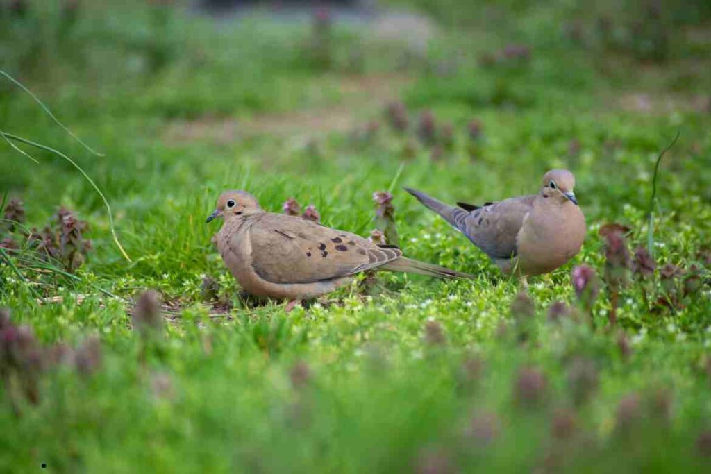 Mourning Dove Symbolism: Exploring the Deeper Meanings