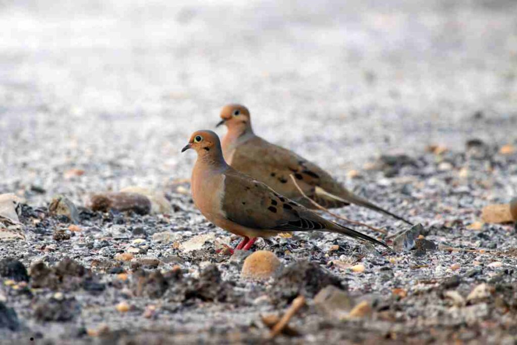 Mourning Dove Symbolism: Exploring the Deeper Meanings