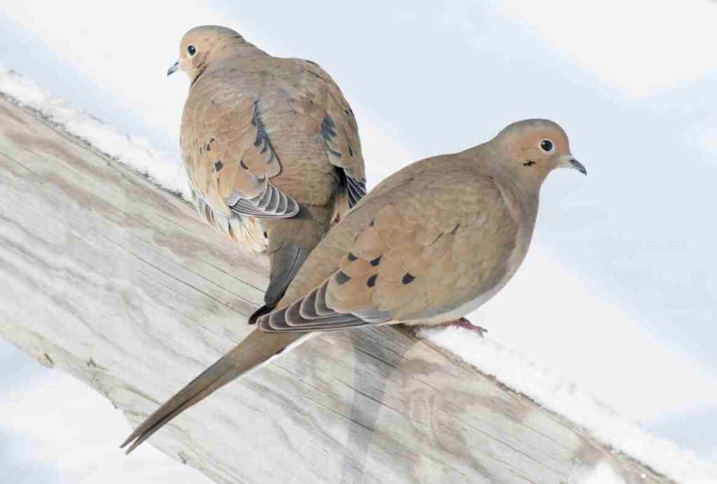 Mourning Dove Symbolism: Exploring the Deeper Meanings of These Gentle Creatures