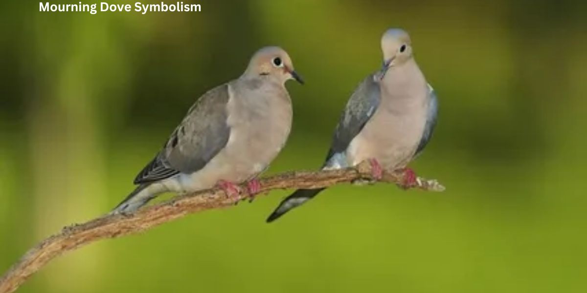 Mourning Dove Symbolism