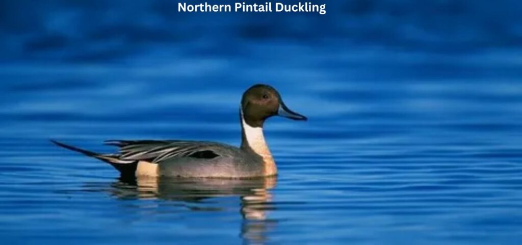 Northern Pintail Duckling