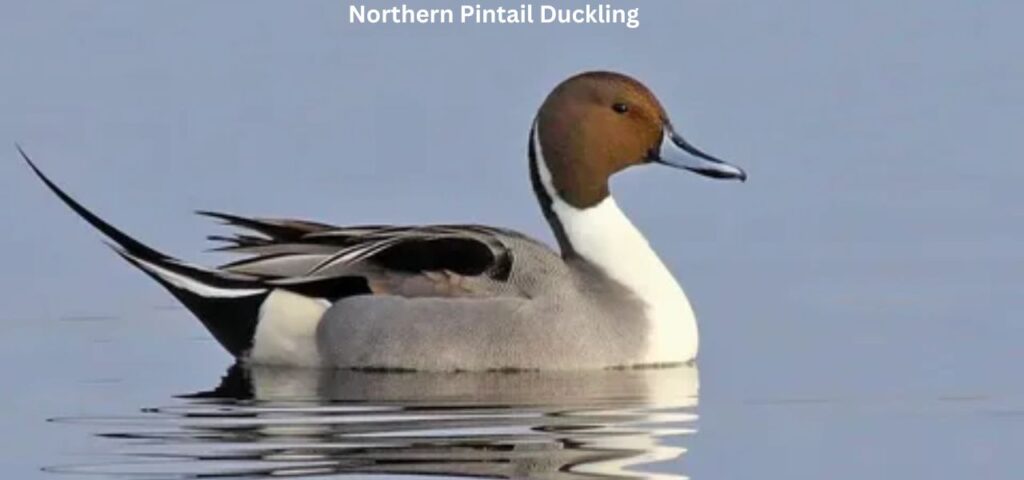 Northern Pintail Ducklings