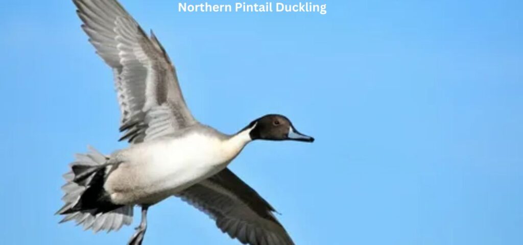 Northern Pintail Ducklings