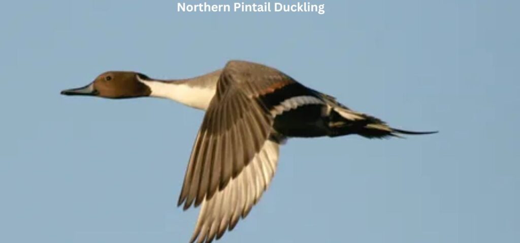 Northern Pintail Ducklings