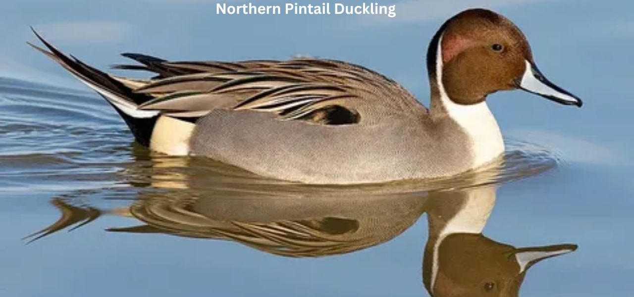 Northern Pintail Duckling