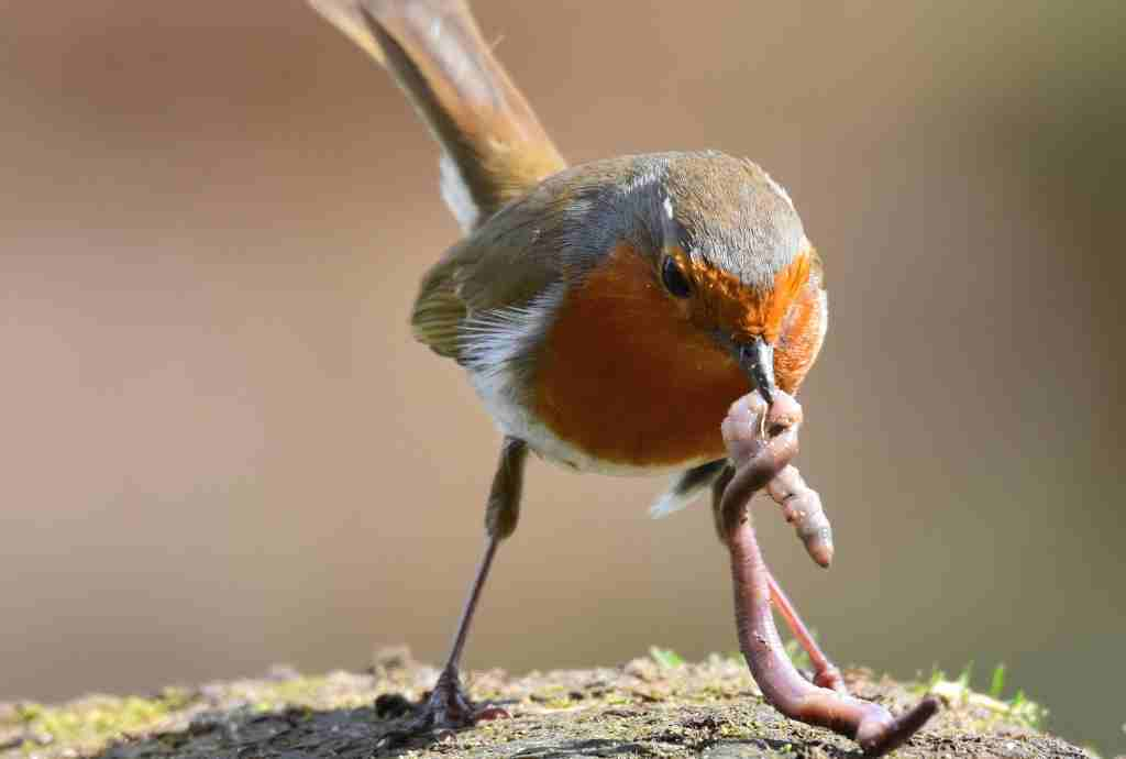 The Diet of Robins