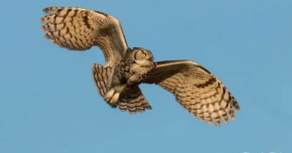  Distinctive Calls of the Great Horned Owl