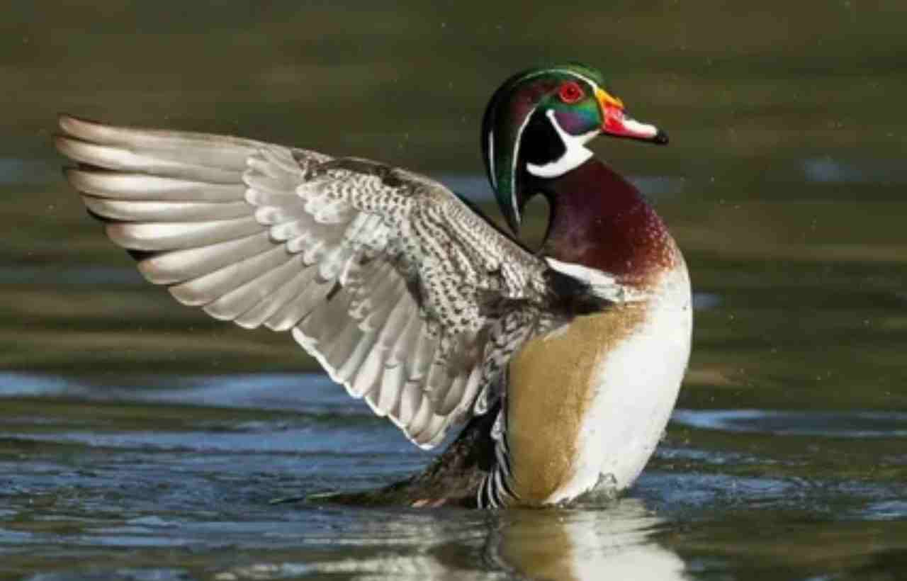 The Enchanting Symphony of Wood Duck Sounds