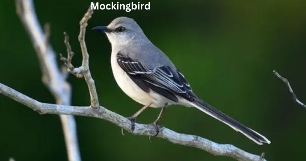 Northern Mockingbird