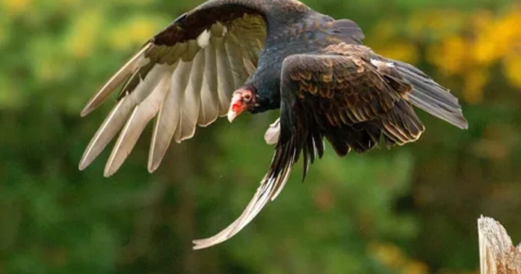 Turkey Vulture 